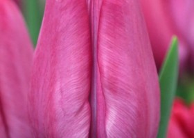 Tulipa Sweet Rosy (4)